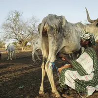 Femme africaine trayant une vache