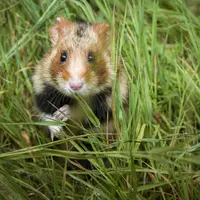 aides financières agriculteurs alsaciens pour protection grand hamster