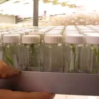 Tube avec essais variétaux
