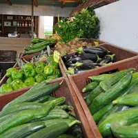concombres sur un étal à la ferme