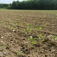 Parcelle de tournesol pénalisée par des conditions trop sèches