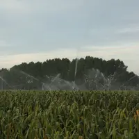 Irrigation du maïs