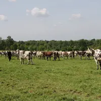 Troupeau de vaches laitières normandes dans un champ.