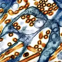 Image en microscope électronique à transmission de particules du virus H5N1 de l'influenza aviaire