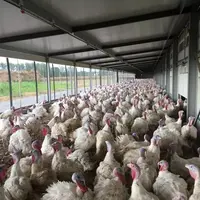 Dindes rassemblées dans un jardin d'hiver à la lumière du jour