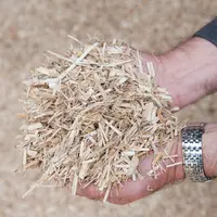Mains tenant de copeaux de produit de paillage à base de miscanthus