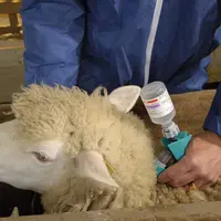 Vétérinaire en train de vacciner une brebis contre le sérotype 8 de la FCO.