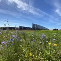 Bande enherbée fleurie devant des panneaux photovoltaïques dans un champ de céréales
