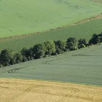 Haie au milieu d'un champ vue du ciel