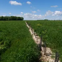 Champ de méteil avec une nouvelle haie