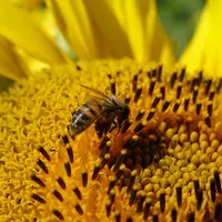 abeille sur un tournesol