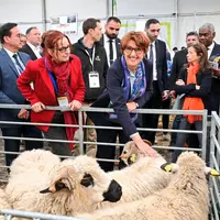 Annie Genevard, ministre de l’Agriculture, avec Michèle Boudoin présidente de la fédération nationale ovine, devant des moutons le 3 octobre sur le So