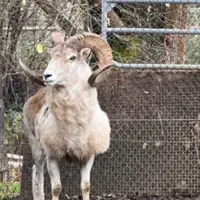 Photo du mouton appelé ‘Montana Mountain King’ ou MMK dans un enclos, avec du grillage derrière lui. C'est un mouton géant au pelage clair et aux corn