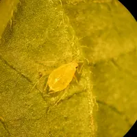 Image d'un puceron vert du pêcher sur une feuille, observé au microscope.