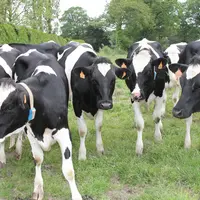 Petit troupeau de vaches laitières de race Prim'Holstein dans une prairie.