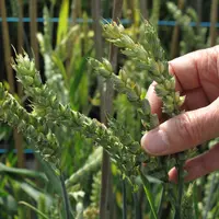 Dans un laboratoire de biotechnologie végétale et de sélection de variétés de céréales à paille, une main d'expérimentateur touche des épis de blé.