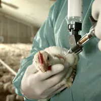 Poulet en train d'être vacciné par voie intramusculaire, dans un bâtiment. La personne qui vaccine est en tenue bleue avec des gants blancs et on ne v