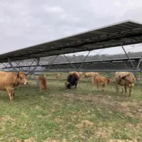 Dix vaches et un taureau de race Aubrac sur une centrale agrivoltaïque à Moncrabeau, dans le Lot-et-Garonne.