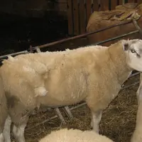 Mouton malade de la fièvre catarrhale ovine 3.