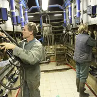 un homme et une femme travaillant dans une salle de traite