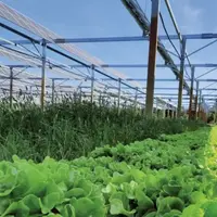 Panneaux photovoltaïques pivotant au-dessus d’un champ de salades.