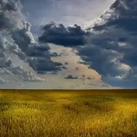 Champ de blé sous des nuages.