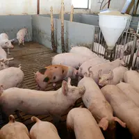 élevage de porcs dans une ferme au Danemark