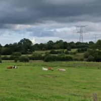 Vaches dans un pré sous des lignes à haute tension dans la Manche près d’Isigny-le-Buat.