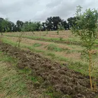 Jeune bambou venant d'être planté.