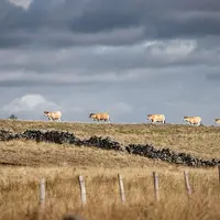 Agriculteur et vaches dans l'Aubrac
