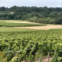 Vignoble en Gironde
