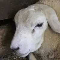 Mouton atteint de la FCO