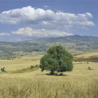 paysage agricole algérien, avec des cultures agricoles en zone aride. On voit un arbre et une montagne en fond.