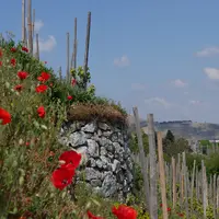 coquelicots devant vigne en terrasse