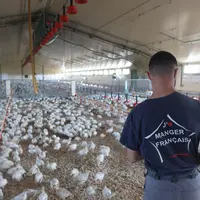 éleveur de dos dans un élevage de dindes