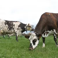 vaches normandes dans un pré