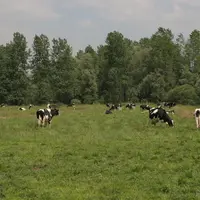Vaches laitières sur une prairie en zone humide.