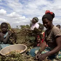 femmes travaillant dans un cham au malawi