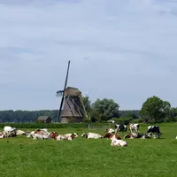 vaches dans un champ avec un moulin en arrière-plan aux pays-bas