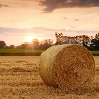 botte de paille dans un champ