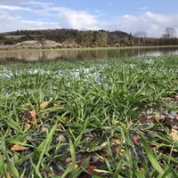 parcelle d'orge inondée