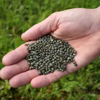 lentilles vertes tenues dans une main devant un champ