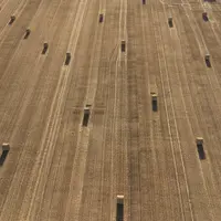 Bottes de paille dans un champs de blé dans l'Indre