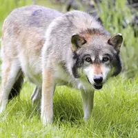 Loup européen dans le parc animalier de Sainte-Croix.