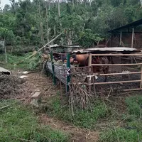 Images d'une exploitation agricole à Mayotte, deux mois après le passage du cyclone de Chido