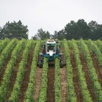 tracteur travaillant dans un cham de vignes