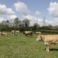 vaches au pré