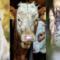 chien, vache, lynx sur une affiche de la Fondation 30 millions d'amis