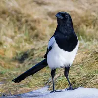 Pie bavarde dans une prairie.