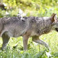 loup européen